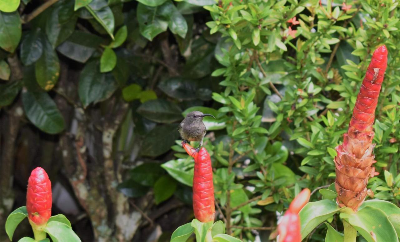 Sunbird Bungalow Anse Boileau Bagian luar foto