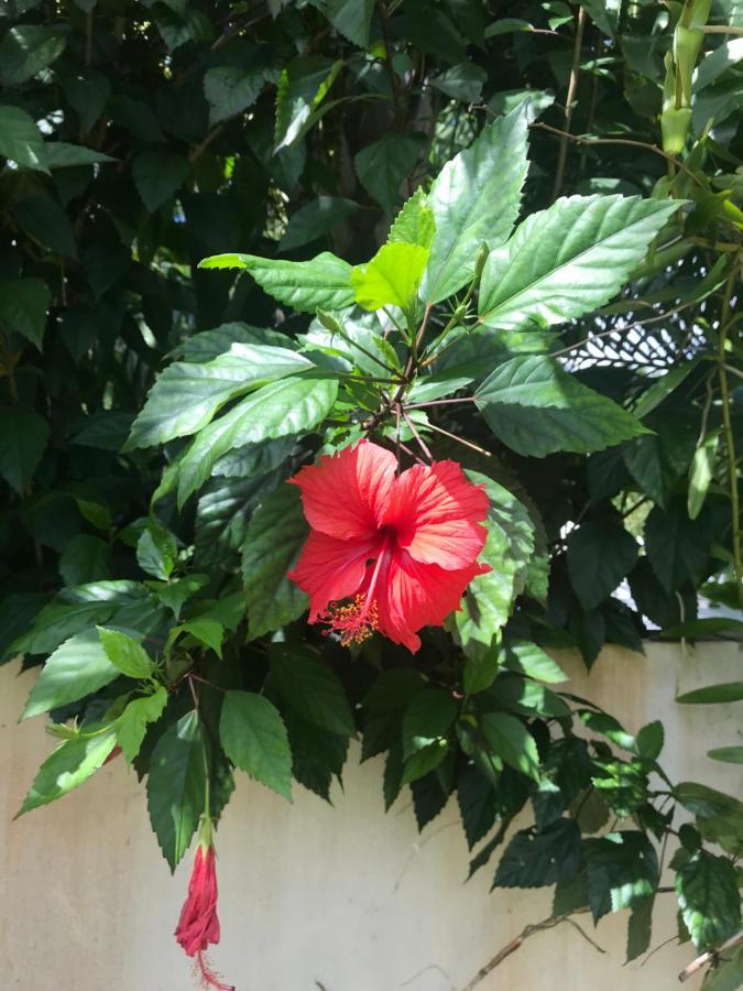 Sunbird Bungalow Anse Boileau Bagian luar foto