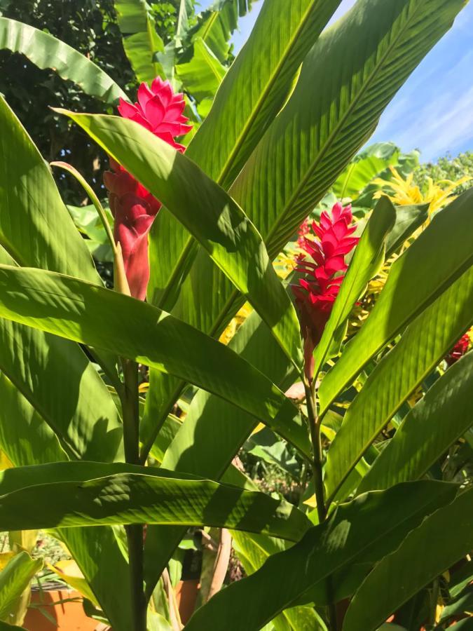 Sunbird Bungalow Anse Boileau Bagian luar foto